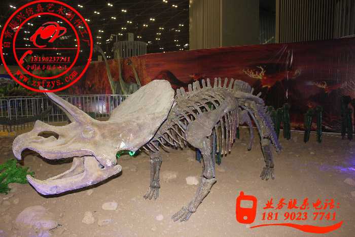 恐龙化石骨架――三角龙