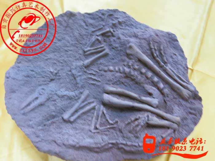 鸟龙化石标本