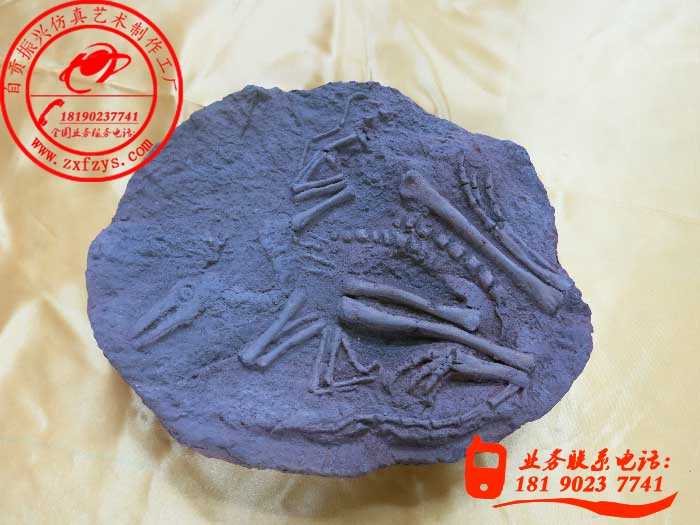 鸟龙化石标本