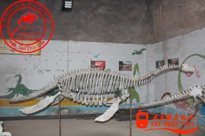 恐龙化石骨架