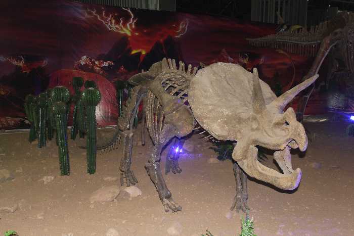 恐龙化石骨架――三角龙