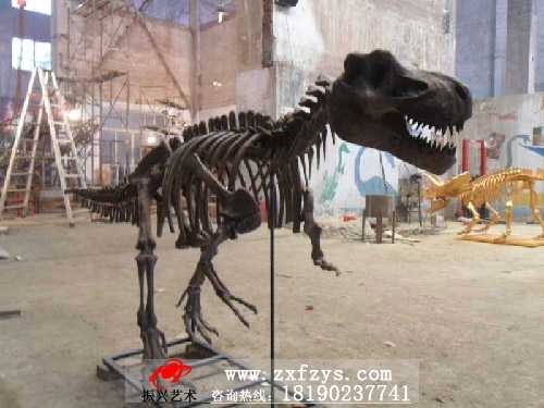 恐龙骨架――3米霸王龙